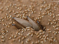 2012年第24個全國愛衛(wèi)月公益活動