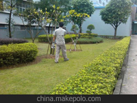 南寧第45屆體操世界錦標(biāo)賽主賽場(chǎng)、訓(xùn)練場(chǎng)病媒生物防制工作